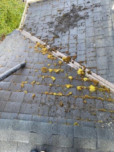 How To Prevent Roof Moss
